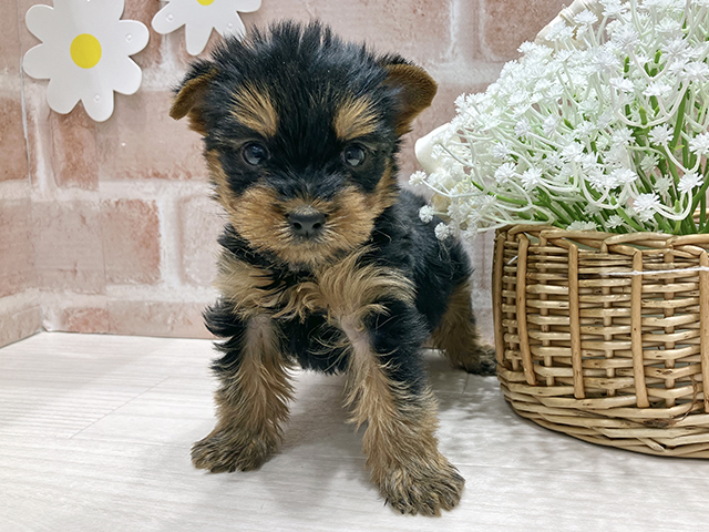福岡県のヨークシャーテリア (ペッツファースト筑紫野店/2025年10月6日生まれ/男の子/スチールブルータン)の子犬の1枚目の画像