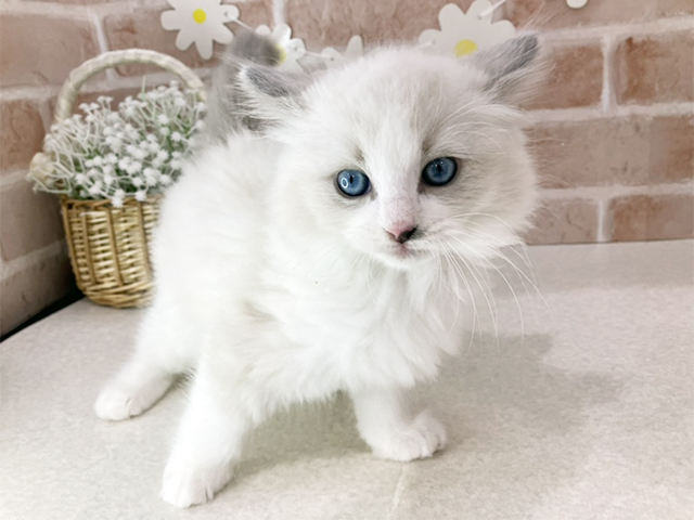 東京都のラグドール (ペッツファーストお台場店/2025年10月6日生まれ/女の子/シールポイントバイカラー)の子猫の1枚目の画像