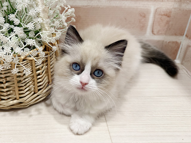 東京都のラグドール (ペッツファースト町田店/2025年10月6日生まれ/女の子/シールポイントバイカラー)の子猫