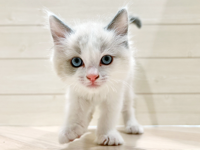 東京都のラグドール (ペッツファースト豊洲店/2025年10月6日生まれ/女の子/ブルーポイントバイカラー)の子猫の1枚目の画像