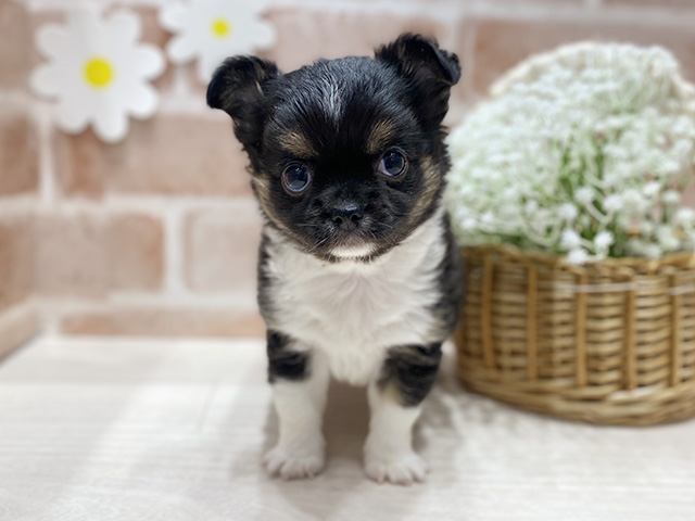 福岡県のチワワ(ロング) (ペッツファースト筑紫野店/2025年10月6日生まれ/男の子/ブラックタンホワイト)の子犬の1枚目の画像