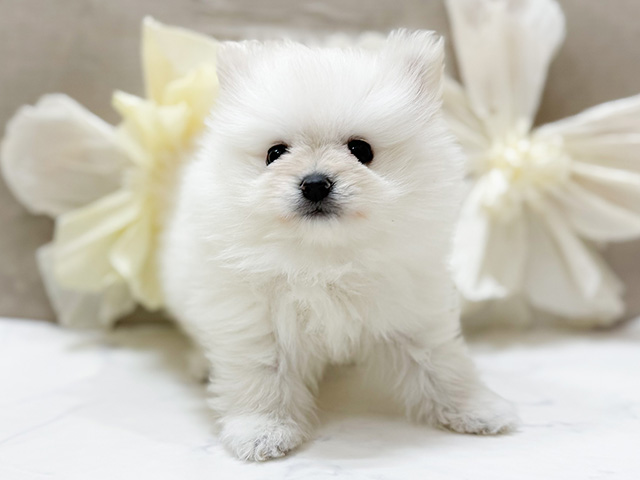 東京都のポメチワ/チワポメ/ポメチー(ポメラニアン×チワワ) (ペッツファースト恵比寿店/2025年10月4日生まれ/男の子/クリーム)の子犬の1枚目の画像