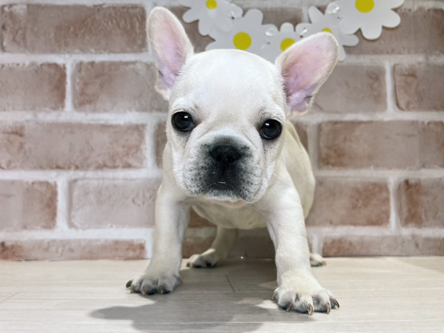 岡山県のフレンチブルドッグ (ペッツファースト倉敷店/2025年10月6日生まれ/男の子/クリーム)の子犬の1枚目の画像