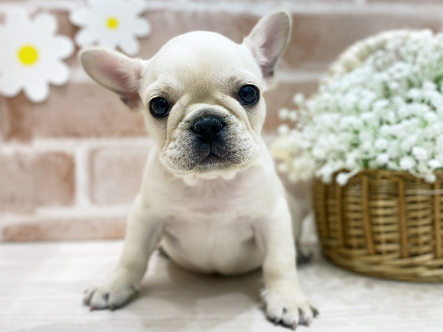 福岡県のフレンチブルドッグ (ペッツファースト筑紫野店/2025年10月6日生まれ/女の子/クリーム)の子犬