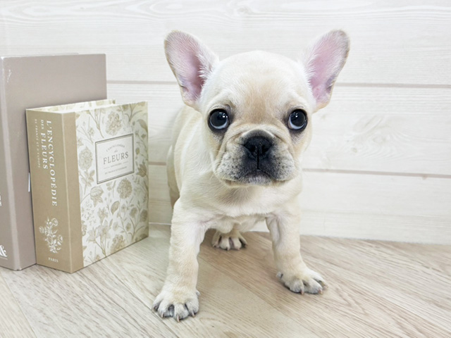 埼玉県のフレンチブルドッグ (ペッツファースト春日部店/2025年10月6日生まれ/女の子/クリーム)の子犬の1枚目の画像