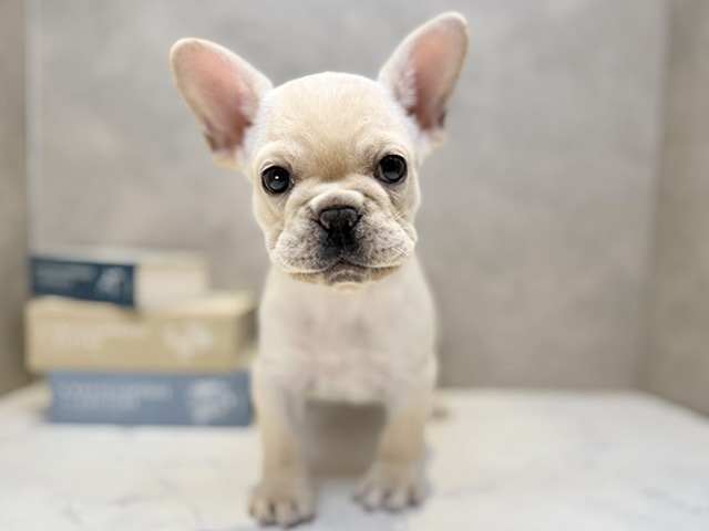 埼玉県のフレンチブルドッグ (ペッツファースト川口店/2025年10月2日生まれ/女の子/クリーム)の子犬の1枚目の画像