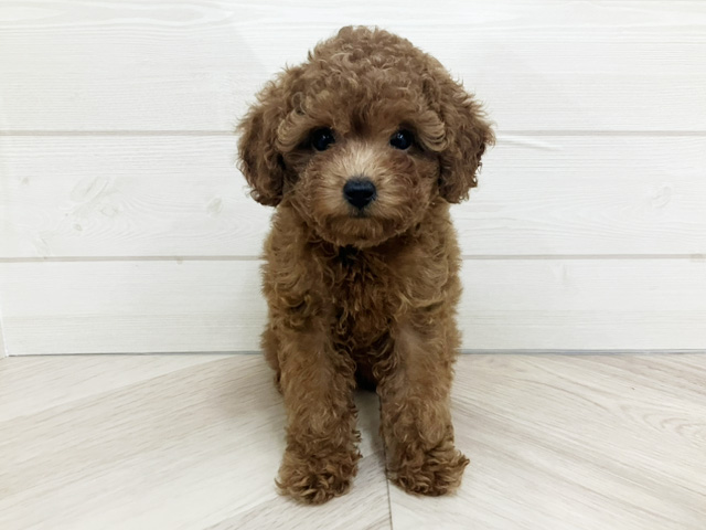 埼玉県のトイプードル(トイ) (ペッツファースト上尾店/2025年10月5日生まれ/女の子/レッド)の子犬の1枚目の画像
