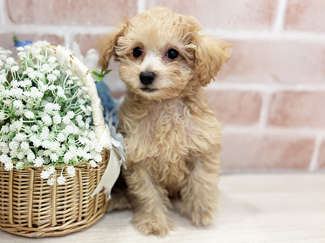 千葉県のトイプードル(トイ) (ペッツファースト千葉ニュータウン店/2025年10月4日生まれ/男の子/アプリコット)の子犬