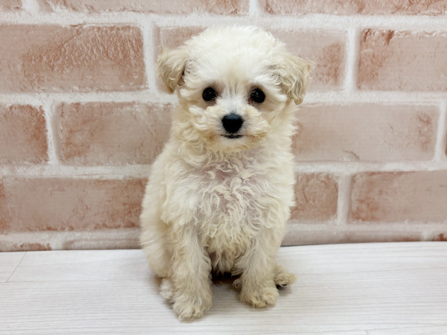 福岡県のトイプードル(トイ) (ペッツファースト直方店/2025年10月5日生まれ/女の子/クリーム)の子犬の1枚目の画像