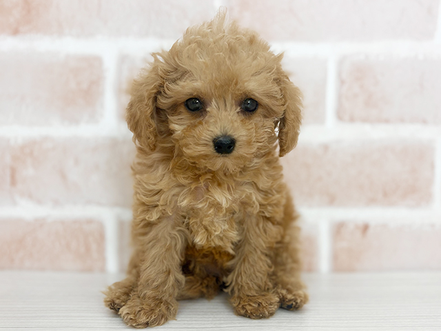 埼玉県のトイプードル(トイ) (ペッツファーストさいたま新都心店/2025年10月6日生まれ/女の子/アプリコット)の子犬の1枚目の画像