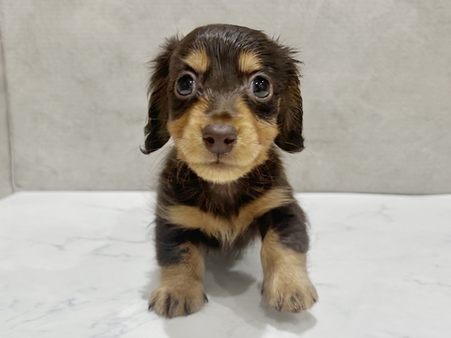 ミニチュアダックスフンド