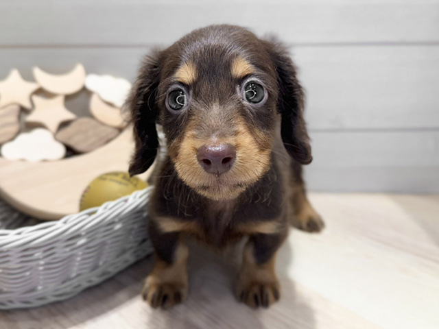 ミニチュアダックスフンド