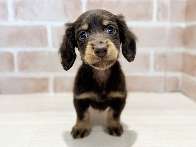 ミニチュアダックスフンド