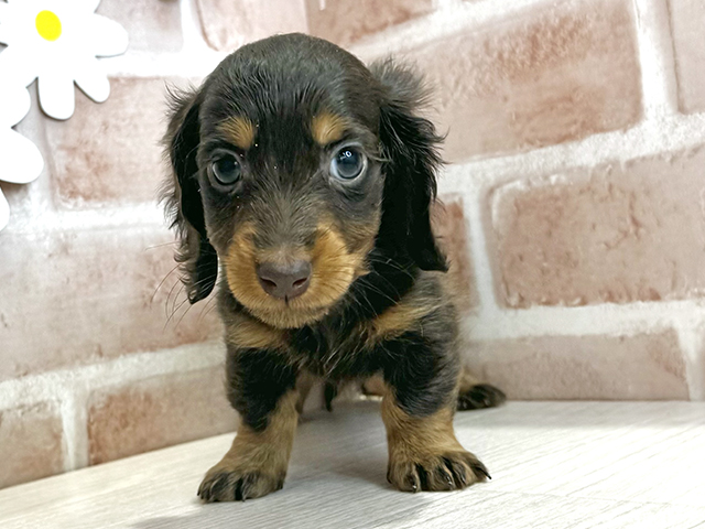 鹿児島県のミニチュアダックスフンド(ロング) (ペッツファースト鹿児島店/2025年10月6日生まれ/男の子/チョコレートタン)の子犬