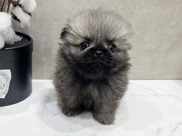 愛知県のペキポメ/ポメペキ(ペキニーズ×ポメラニアン) (ペッツファースト名古屋栄店/2025年10月5日生まれ/男の子/ウルフセーブル)の子犬