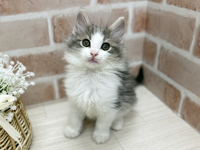 ノルウェージャンフォレストキャット, 性別 男の子, 誕生日 2025/10/06, 毛色 ブルータビーホワイト, 出身 愛知県, 店舗 茨木店(大阪府), お問い合わせ番号 2553791