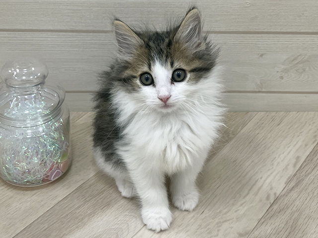 埼玉県のノルウェージャンフォレストキャット (ペッツファーストふじみ野店/2025年10月6日生まれ/男の子/ブラウンタビーホワイト)の子猫の1枚目の画像