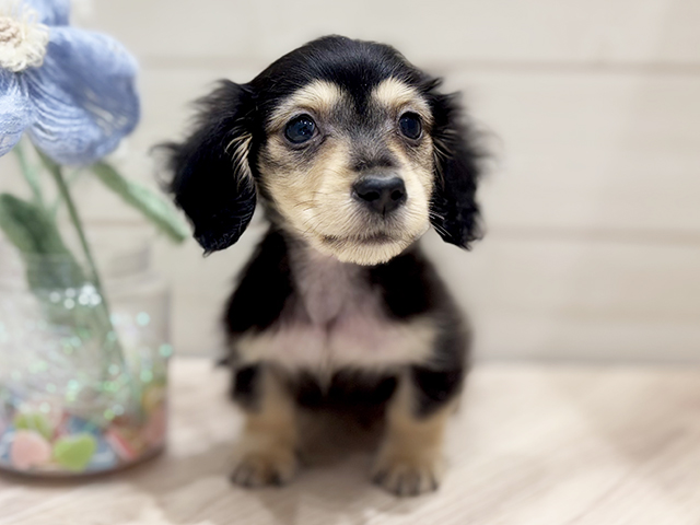 大阪府のカニンヘンダックスフンド(ロング) (ペッツファーストららぽーと門真店/2025年10月6日生まれ/男の子/ブラックイエロー)の子犬の1枚目の画像