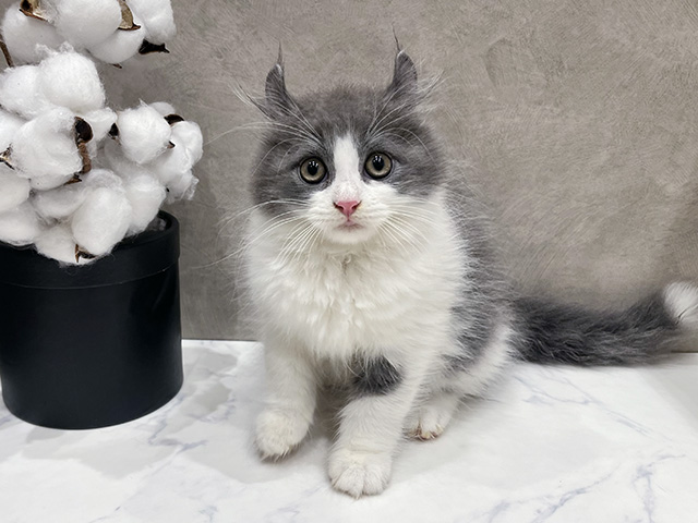 愛知県のアメリカンカール (ペッツファースト名古屋栄店/2025年10月4日生まれ/男の子/ブルータビーホワイト)の子猫の1枚目の画像
