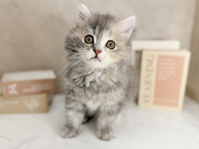 奈良県のラガマフィン (ペッツファースト橿原店/2025年10月5日生まれ/女の子/ブルーパッチドタビー)の子猫の1枚目の画像