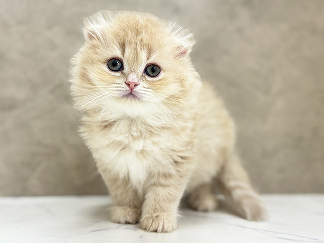 大阪府のスコティッシュフォールド (ペッツファースト東大阪店/2025年10月6日生まれ/女の子/クリームタビー)の子猫の1枚目の画像