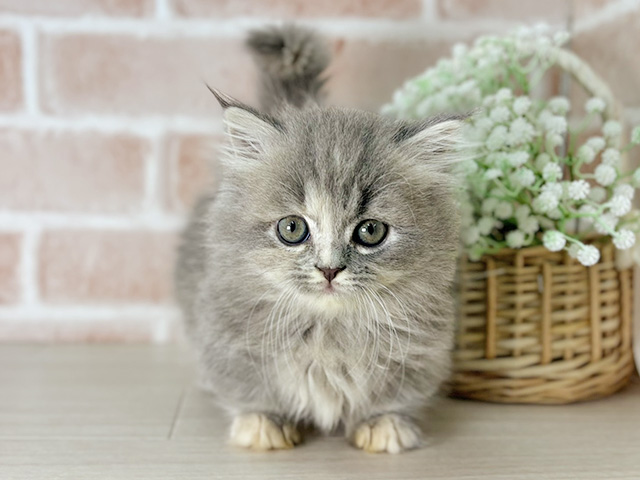 京都府のミヌエット (ペッツファースト京都店/2025年10月6日生まれ/女の子/ブルーパッチドタビー)の子猫