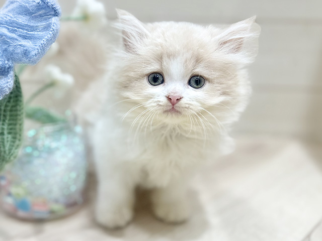 大阪府のラガマフィン (ペッツファーストららぽーと門真店/2025年10月5日生まれ/女の子/クリームタビーホワイト)の子猫の1枚目の画像