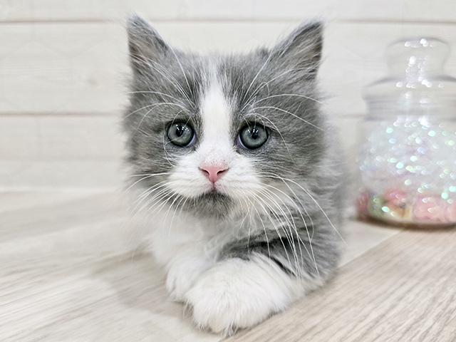 東京都のミヌエット (ペッツファースト吉祥寺サンロード店/2025年10月6日生まれ/男の子/ブルータビーホワイト)の子猫の1枚目の画像