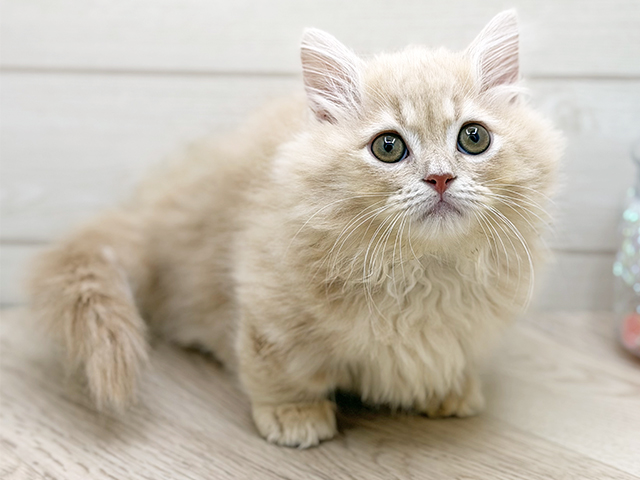 東京都のミヌエット (ペッツファースト渋谷店/2025年10月5日生まれ/男の子/クリームタビー)の子猫の1枚目の画像