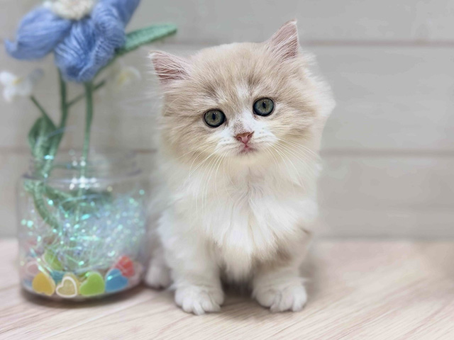 大阪府のミヌエット (ペッツファーストららぽーと門真店/2025年10月5日生まれ/女の子/クリームタビーホワイト)の子猫の1枚目の画像