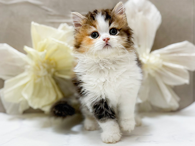 東京都のラガマフィン (ペッツファースト恵比寿店/2025年10月6日生まれ/女の子/キャリコ)の子猫の1枚目の画像