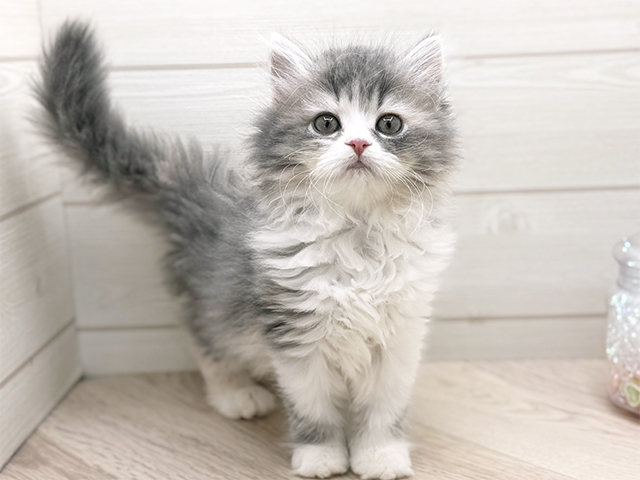 東京都のラガマフィン (ペッツファースト渋谷店/2025年10月4日生まれ/女の子/ブルーパッチドタビーホワイト)の子猫の1枚目の画像