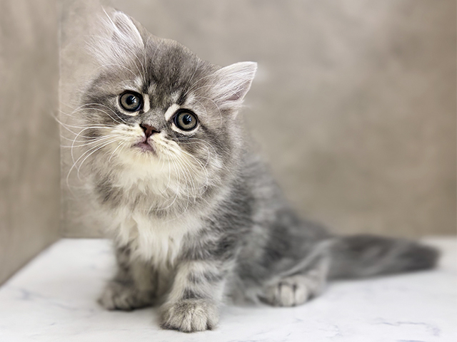 大阪府のラガマフィン (ペッツファースト東大阪店/2025年10月4日生まれ/男の子/ブルータビー)の子猫の1枚目の画像