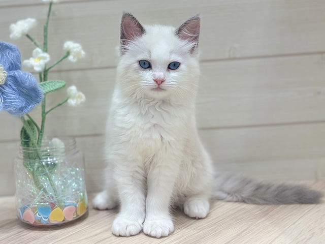 大阪府のラグドール (ペッツファーストららぽーと門真店/2025年10月6日生まれ/女の子/ブルーポイントバイカラー)の子猫の1枚目の画像