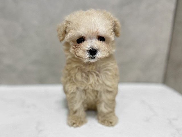 東京都のトイプードル(ティーカップ) (ペッツファースト池袋店/2025年10月6日生まれ/女の子/クリーム)の子犬の1枚目の画像
