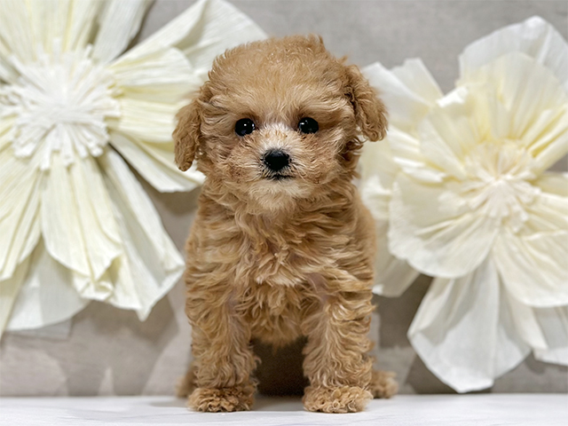 東京都のトイプードル(ティーカップ) (ペッツファースト原宿店/2025年10月6日生まれ/男の子/アプリコット)の子犬の1枚目の画像