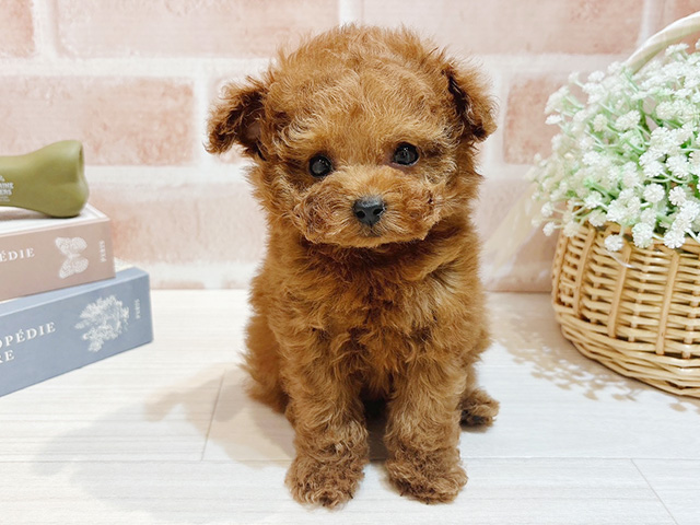 東京都のトイプードル(ティーカップ) (ペッツファースト自由が丘店/2025年10月3日生まれ/女の子/レッド)の子犬の1枚目の画像