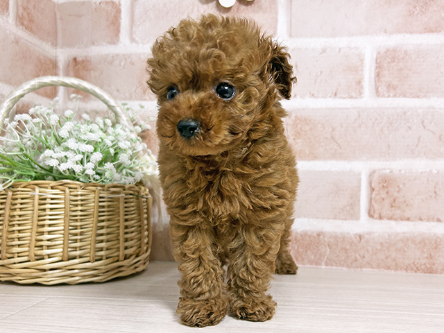 広島県のトイプードル(タイニー) (ペッツファースト広島本通店/2025年10月6日生まれ/男の子/レッド)の子犬