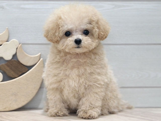 東京都のトイプードル(ティーカップ) (ペッツファースト吉祥寺本店/2025年9月30日生まれ/女の子/カフェオレ)の子犬の1枚目の画像