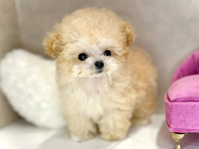 福岡県のトイプードル(ティーカップ) (ペッツファースト筑紫野店/2025年9月30日生まれ/男の子/クリーム)の子犬の1枚目の画像
