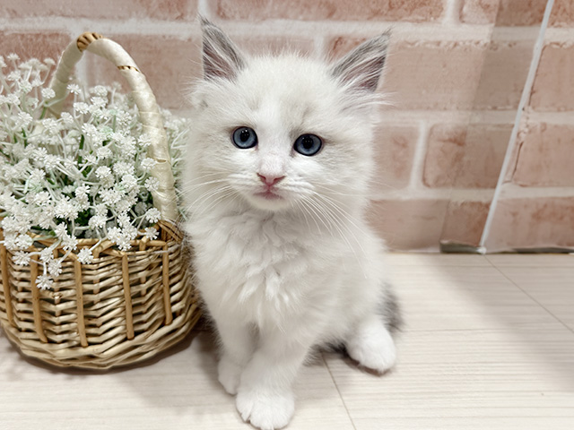 東京都のラグドール (ペッツファースト町田店/2025年10月6日生まれ/女の子/ブルーポイントバイカラー)の子猫の1枚目の画像