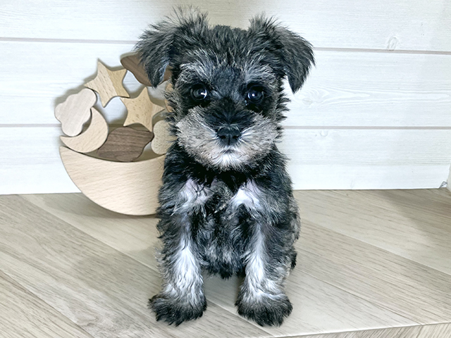 鳥取県のミニチュアシュナウザー (ペッツファースト日吉津店/2025年10月6日生まれ/女の子/ソルトペッパー)の子犬