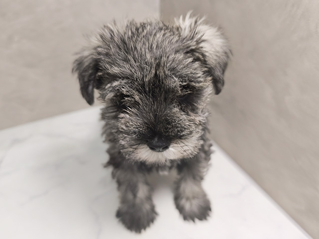 埼玉県のミニチュアシュナウザー (ペッツファースト岩槻店/2025年10月6日生まれ/女の子/ソルトペッパー)の子犬の1枚目の画像
