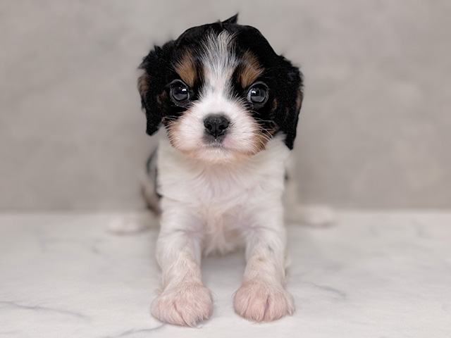 キャバリアキングチャールズスパニエル, 性別 男の子, 誕生日 2025/10/06, 毛色 トライ, 出身 沖縄県, 店舗 PETEMOレイクタウンmori店(埼玉県), お問い合わせ番号 2580806