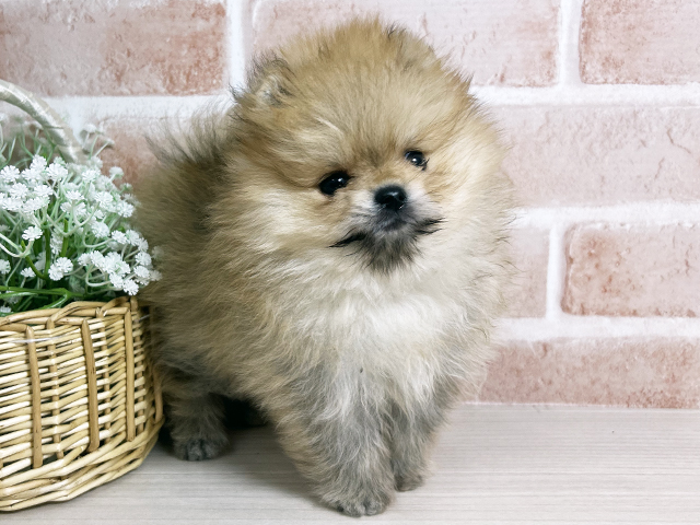 広島県のポメラニアン (ペッツファースト広島本通店/2025年10月6日生まれ/女の子/オレンジ)の子犬