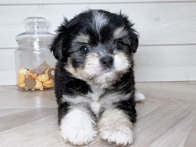 兵庫県のチワマル/マルチワ(チワワ×マルチーズ) (ペッツファースト神戸元町店/2025年10月5日生まれ/女の子/ブラックタンホワイト)の子犬の1枚目の画像