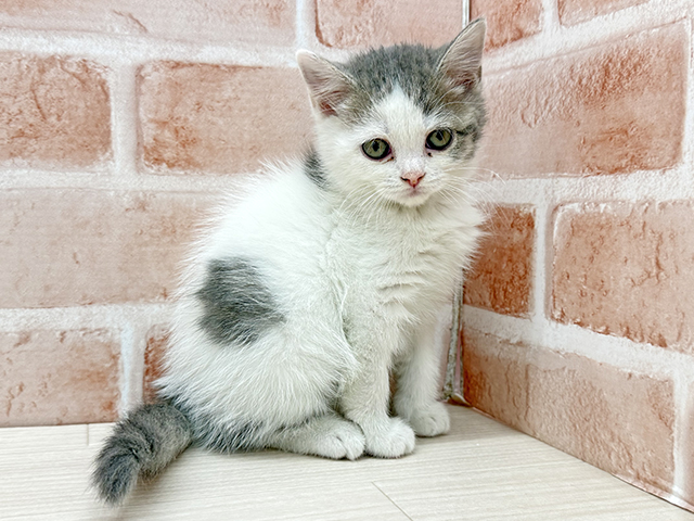 東京都のマンチカン (ペッツファースト八王子多摩美大前店/2025年9月22日生まれ/女の子/ブルーホワイト)の子猫