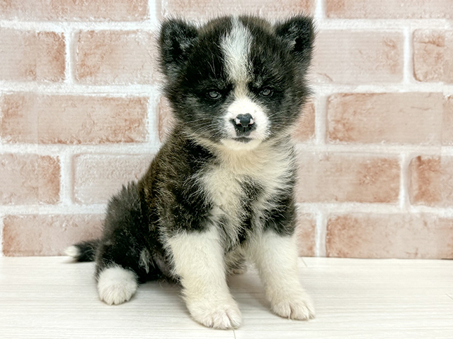 東京都の秋田犬 (ペッツファースト八王子多摩美大前店/2025年9月30日生まれ/女の子/虎)の子犬の1枚目の画像