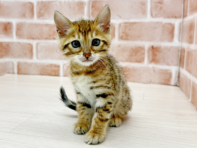 東京都のベンガル (ペッツファースト八王子多摩美大前店/2025年10月6日生まれ/男の子/ブラウンスポットタビー)の子猫