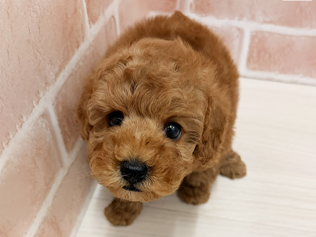 2025年10月6日生まれのトイプードル(トイ)